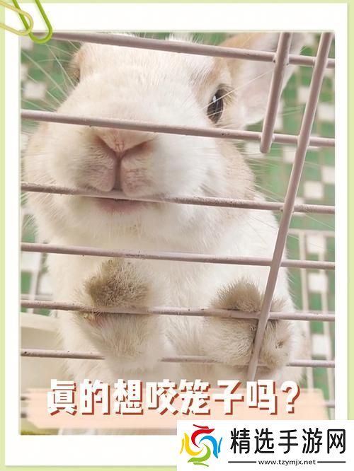 “咬兔兔”狂潮背后