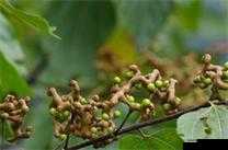 扦插 BB 有什么好处:详细解析