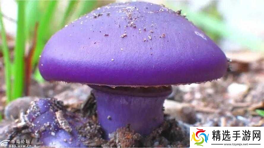 紫色的蘑菇根很粗大能吃吗:你需要了解这些