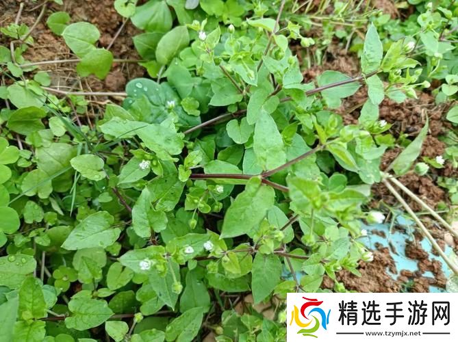 春天里的“老张秘籍”