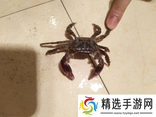 女性梦见抓螃蟹