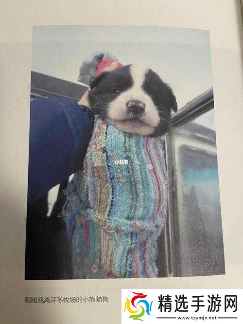 ZOOMSERVO兽狗牧场