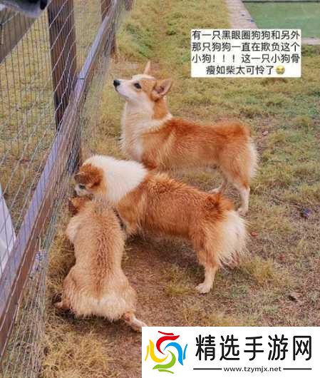 ZOOMSERVO兽狗牧场96