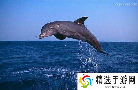 饥荒宽吻海豚血量揭秘