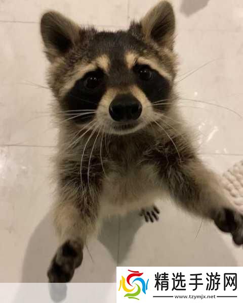 小猫咪大城市浣熊任务怎么做