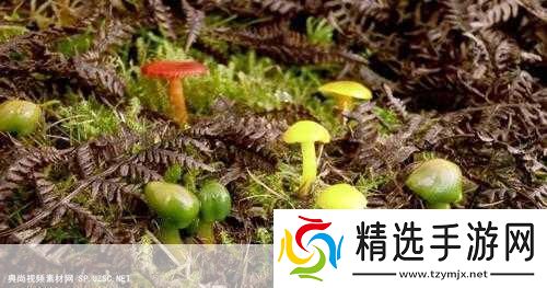 蘑菇视频当然可以!以下是一些与蘑菇视频相关的扩展