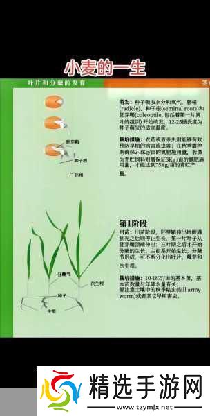 中国最早的小麦栽培证据探秘古老农业的智慧密码