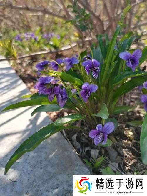 野花高清在线观看免费官网