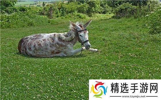 傻大壮“驴样”奇观