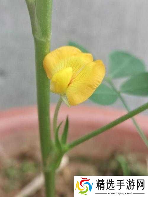 蘑菇头顶开花缝的奇妙景象