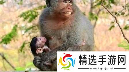 大猴子会一直抱着小猴子