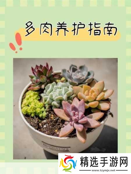 皇家共享小公主多肉怎么养