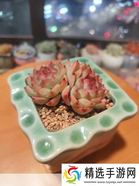 皇家共享小公主多肉怎么养