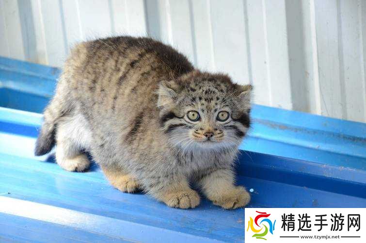 开心动物园豪华兑换码大放送