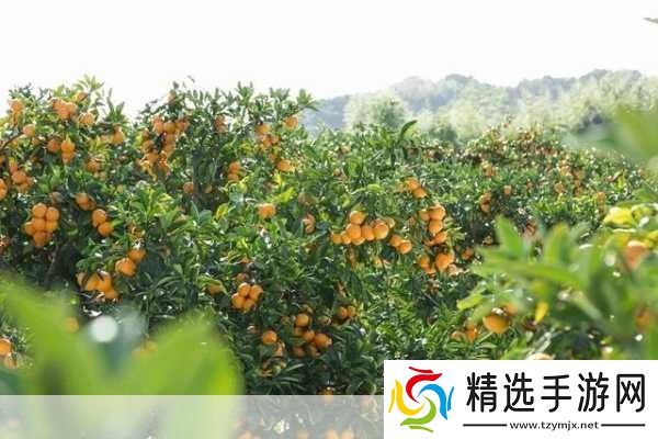 果林里的阿海小雪最经典十首诗句