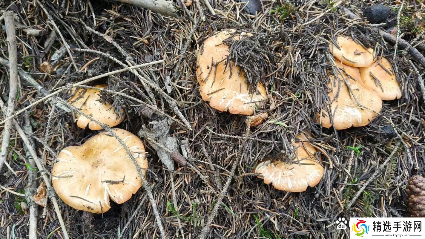 妙哉!“松树林蘑菇秀”创新狂潮