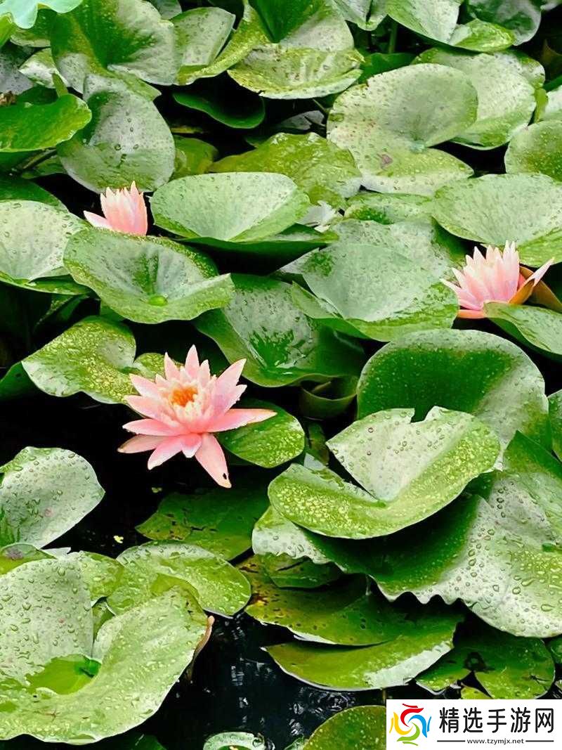 女性半夜莲花开放的治疗方法