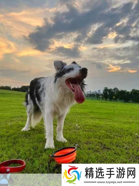 ZOOMSERVO兽狗剧情解析