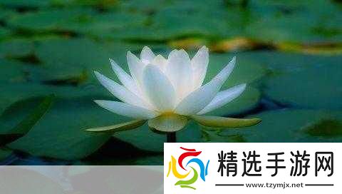 女人晚上莲花开的害处