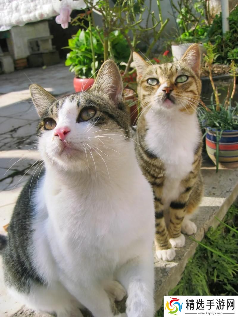 喵星人的录像机