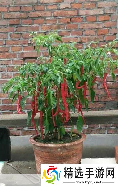 解密成品大香伊煮和小辣椒的特点魅力