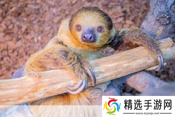 动物朋友大观园新情报曝光萌宠世界等你探索!