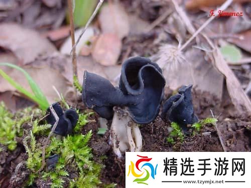 “黑硬蘑菇头”引发的科技狂潮