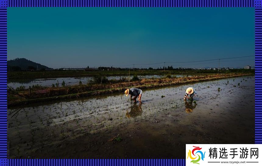 插秧界的“百变星君”