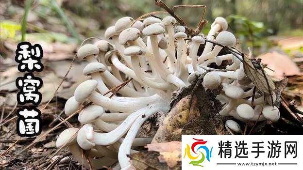 蘑菇视频嗯嗯啊啊啊