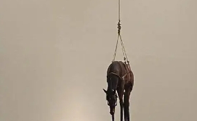 钝感艺术是什么梗络用语