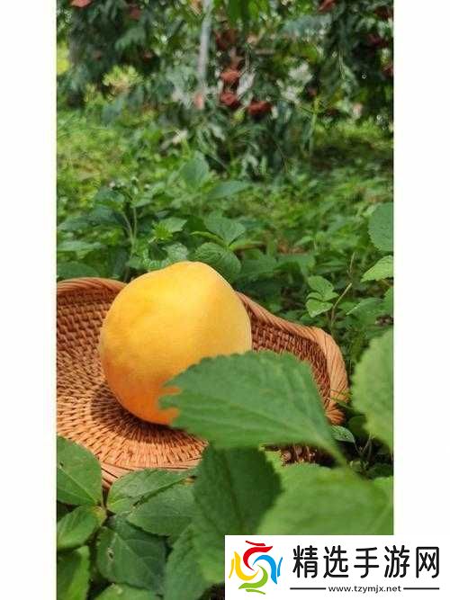 9612黄桃亚洲品质蘑菇