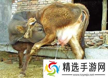 套**奶牛服截肢产奶