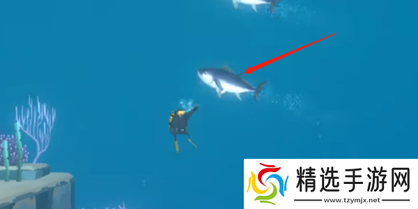 潜水员戴夫金枪鱼怎么抓