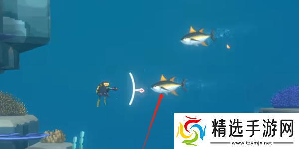 潜水员戴夫金枪鱼怎么抓