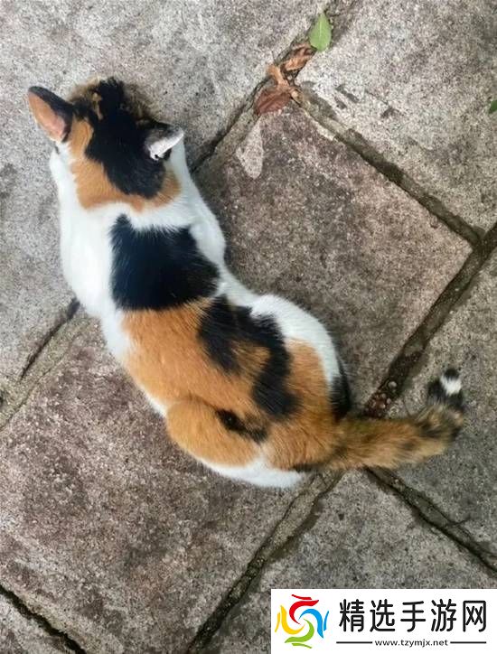 姑娘这腿自带虾线