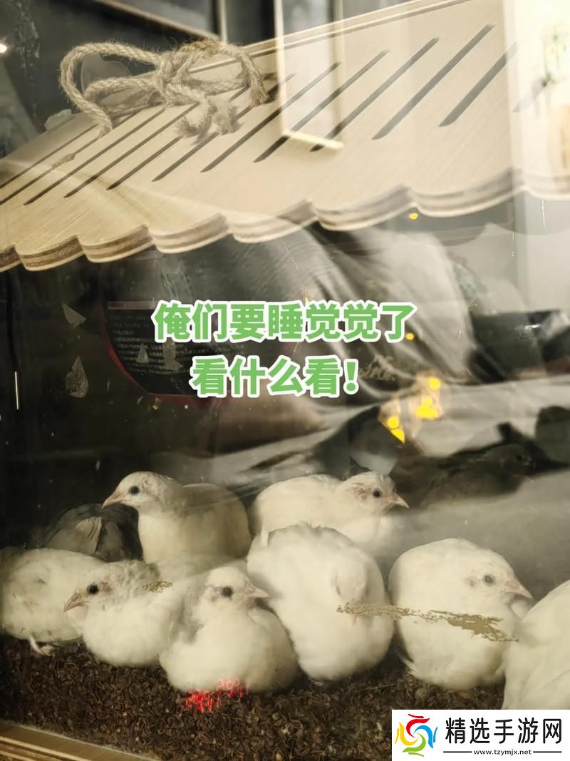 睡觉握雏鸡一晚