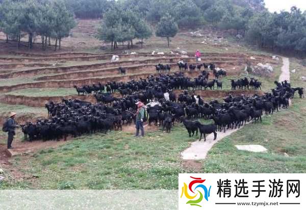 人与畜禽corporation的外