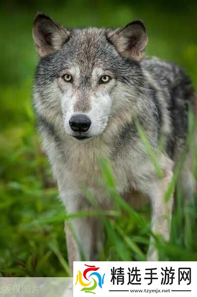 老狼在无人区的表现
