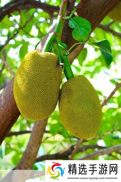 亚洲日产菠萝蜜