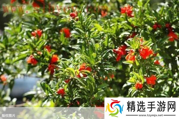 精品成品国色天香卡一卡三