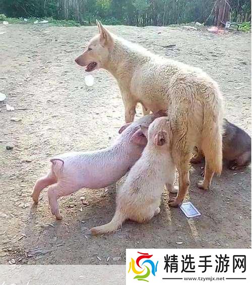 人or猪or狗热度超高