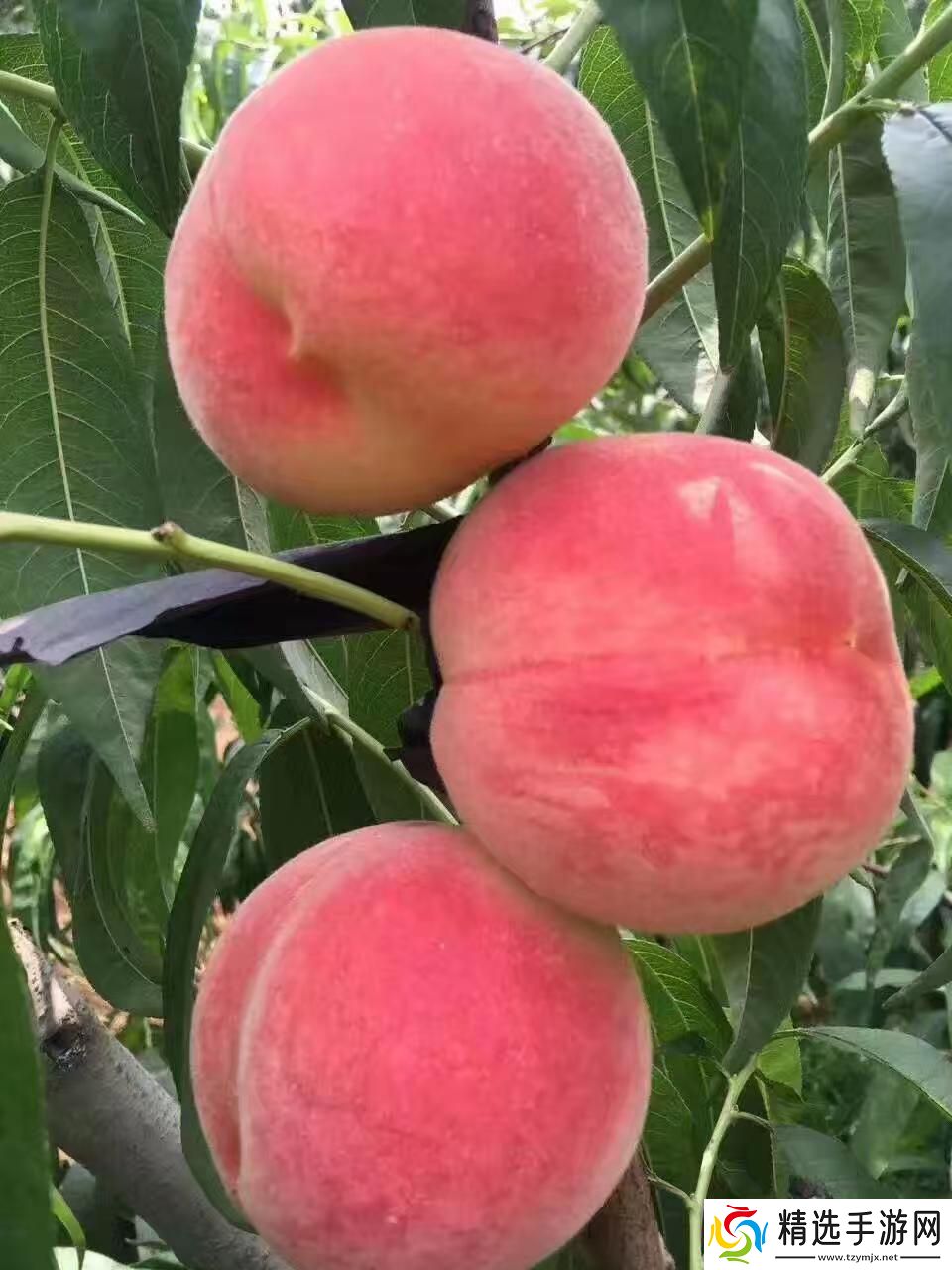 蒙阴蜜桃网海中的一记惊雷