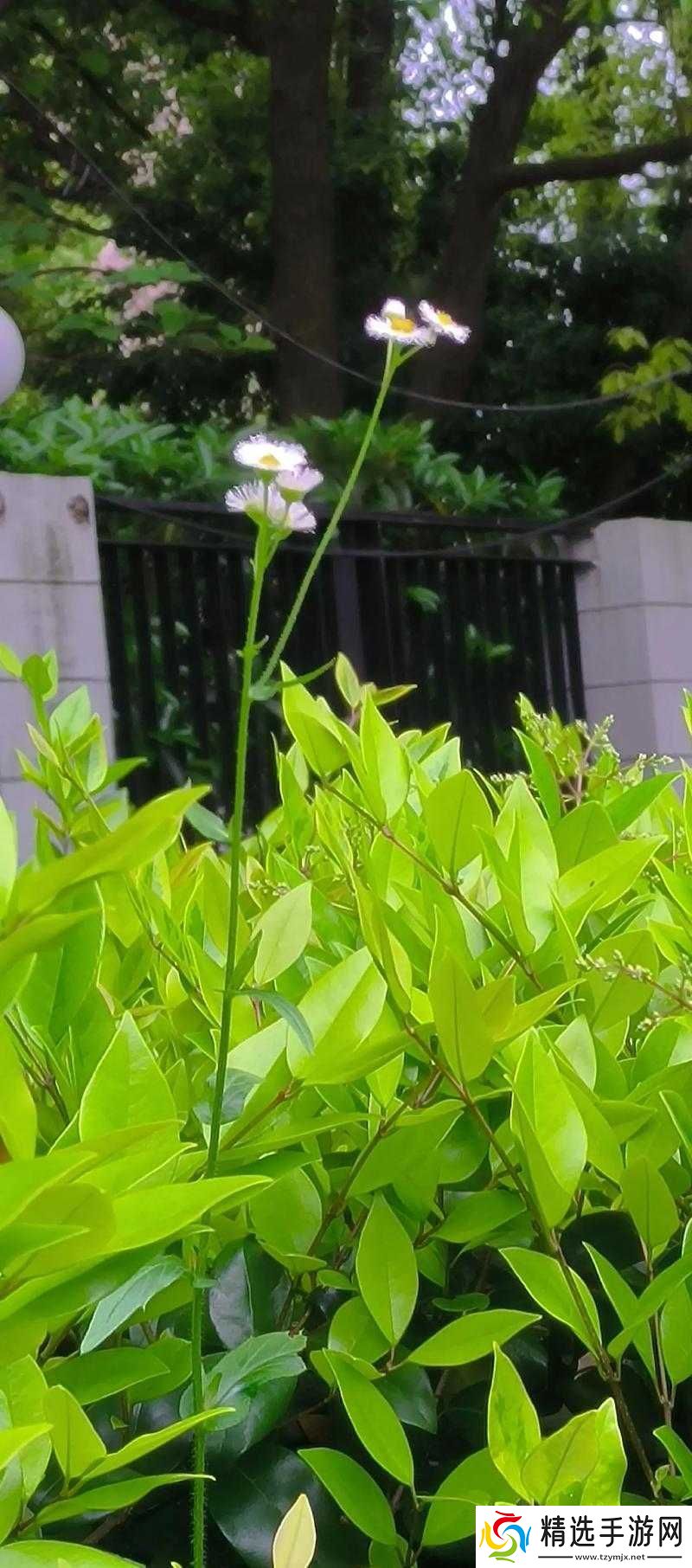 野花高清在线观看免费官中文版