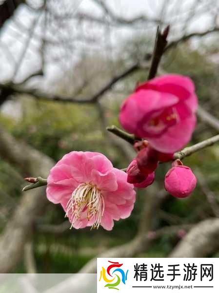 亭亭玉立国色天香四月天科普带你走进春天