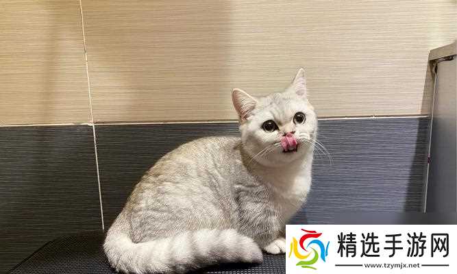 猫之城篁迳月韵怎么样？培养攻略和评价解析