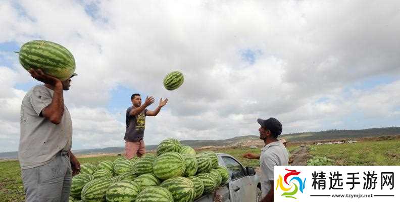 西瓜收割方法是什么？