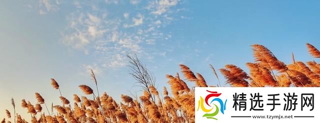 今日白露,老人说