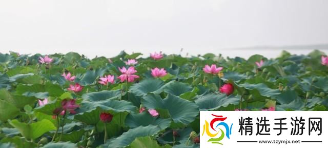 “公白露冷飕飕,母白露热死牛”,今年白露是啥?有啥说法?