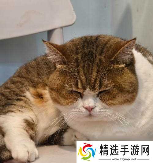 猫之城篁迳月韵攻略大揭秘（从新手到高手）