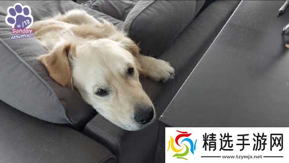 终于能云养狗了!"真狗"互动模拟游戏上线Steam页面